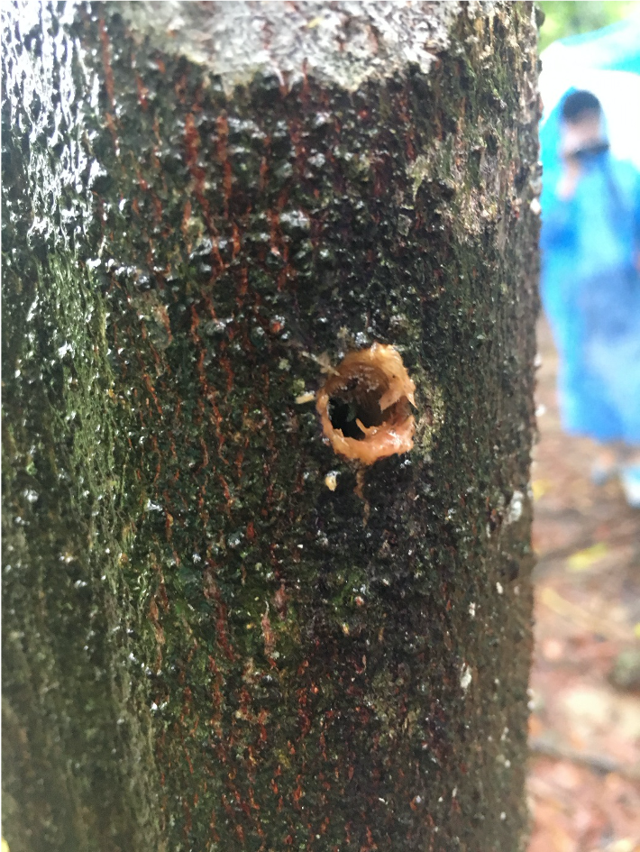 Aquilaria holz loch 1