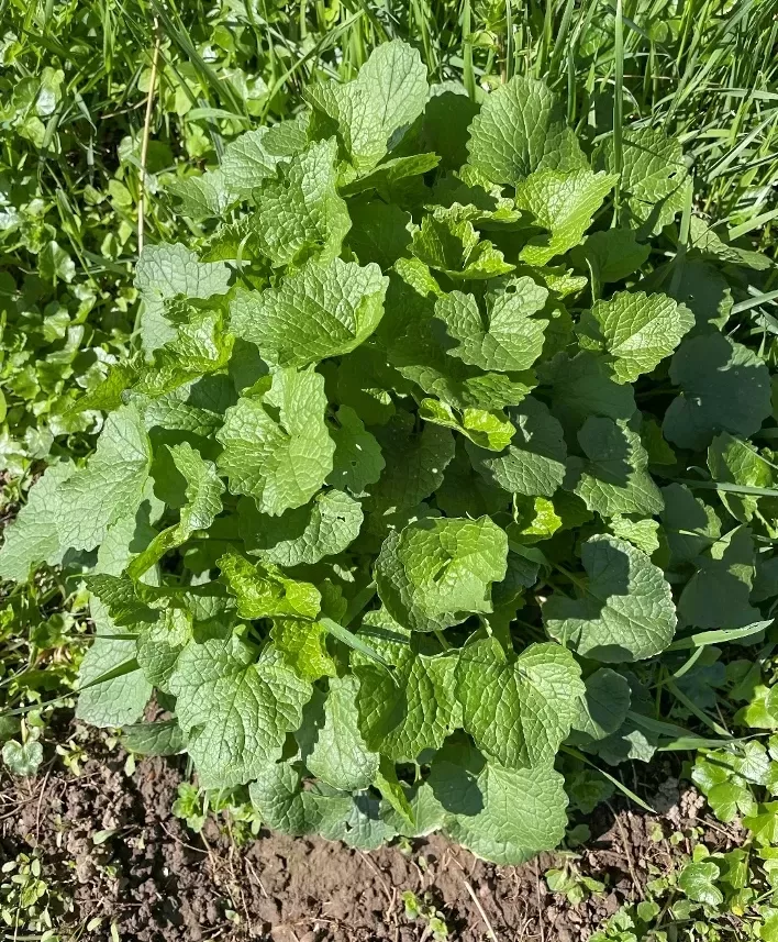 Knoblauchhederich