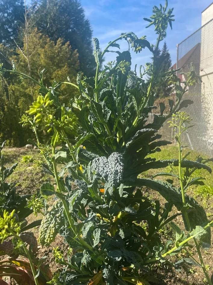 Palmkohl