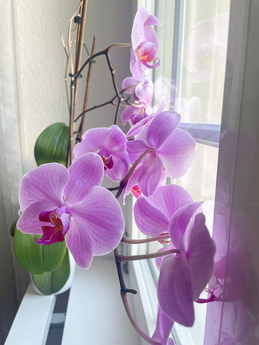 Phalaenopsis