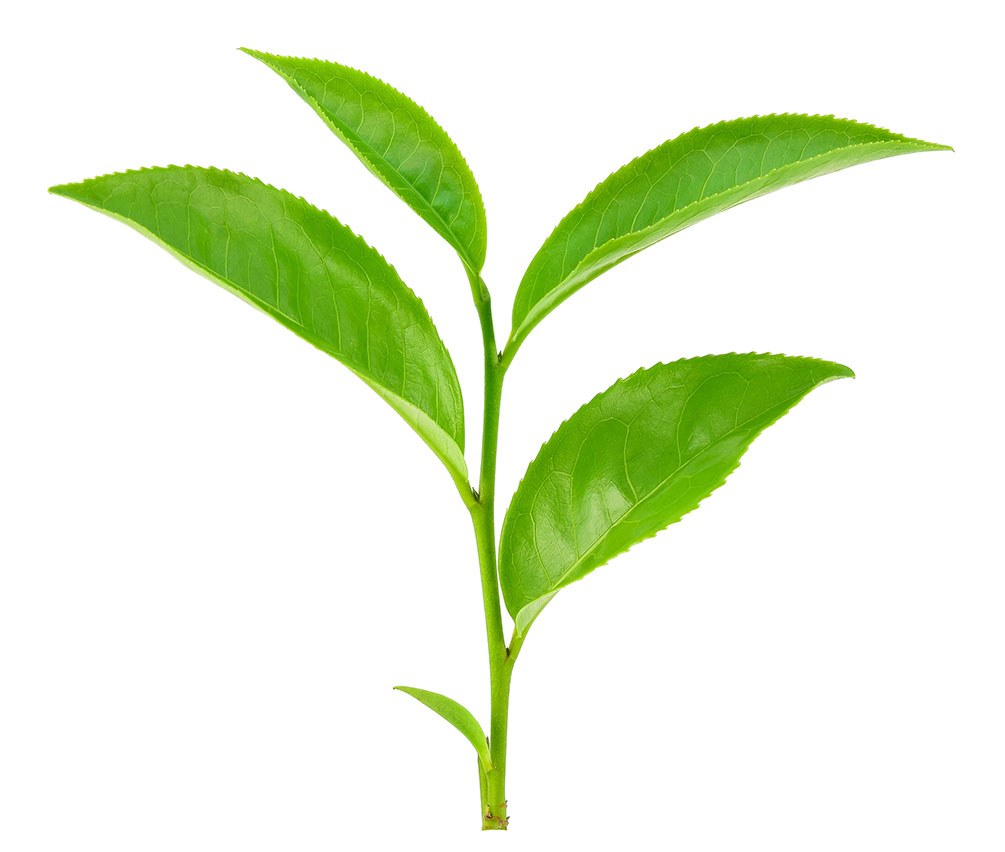 Teeblatt